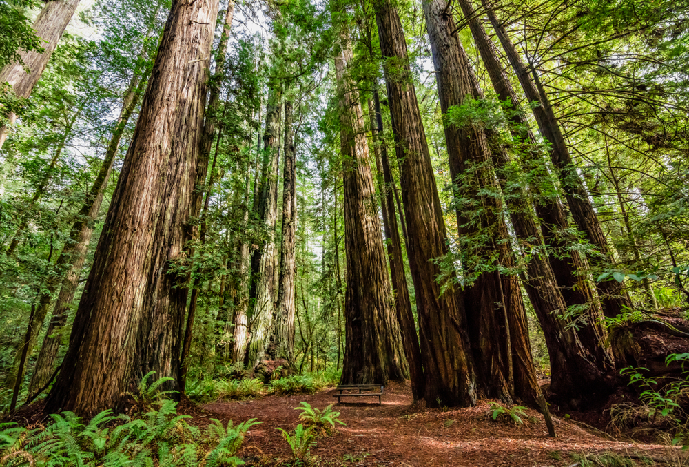 Redwood National Park in Northern California