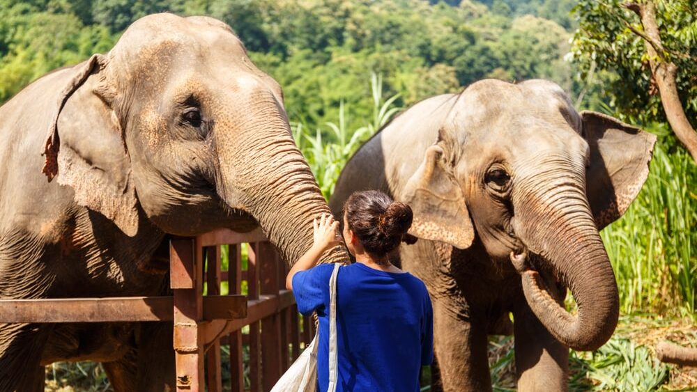 Elephant Encounters in Thailand