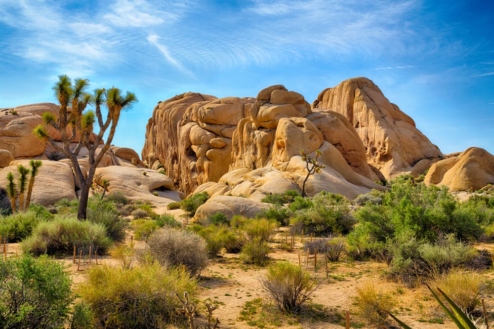 Joshua Tree