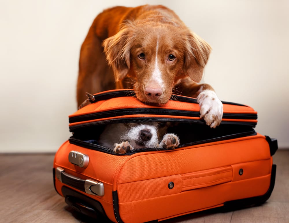 Dogs in orange suitcase