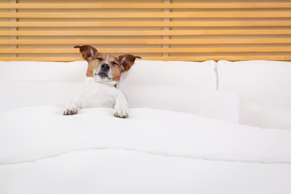 How to travel with pets