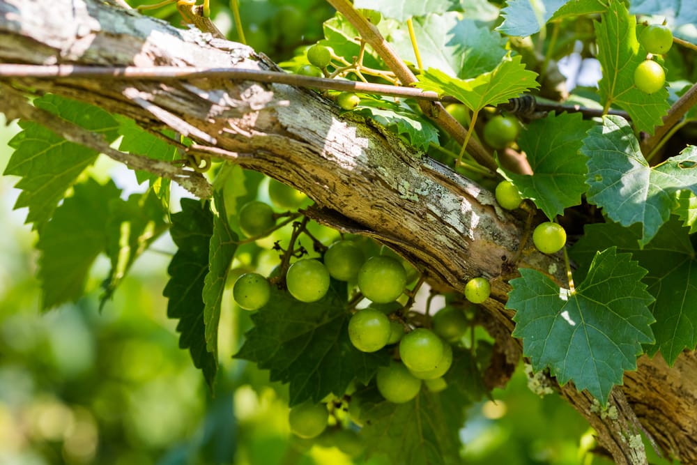 myrtle beach vineyards