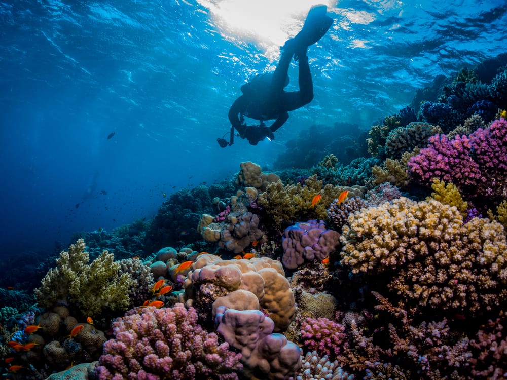 Scuba Diving in Key West