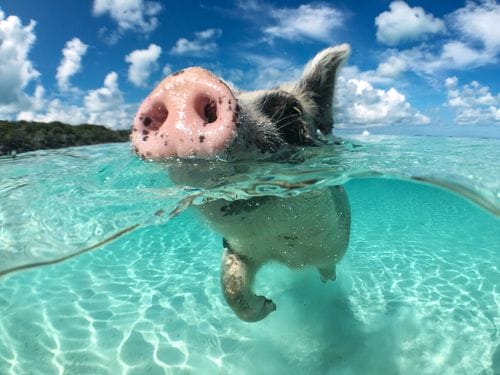 Bahamas swim with pigs