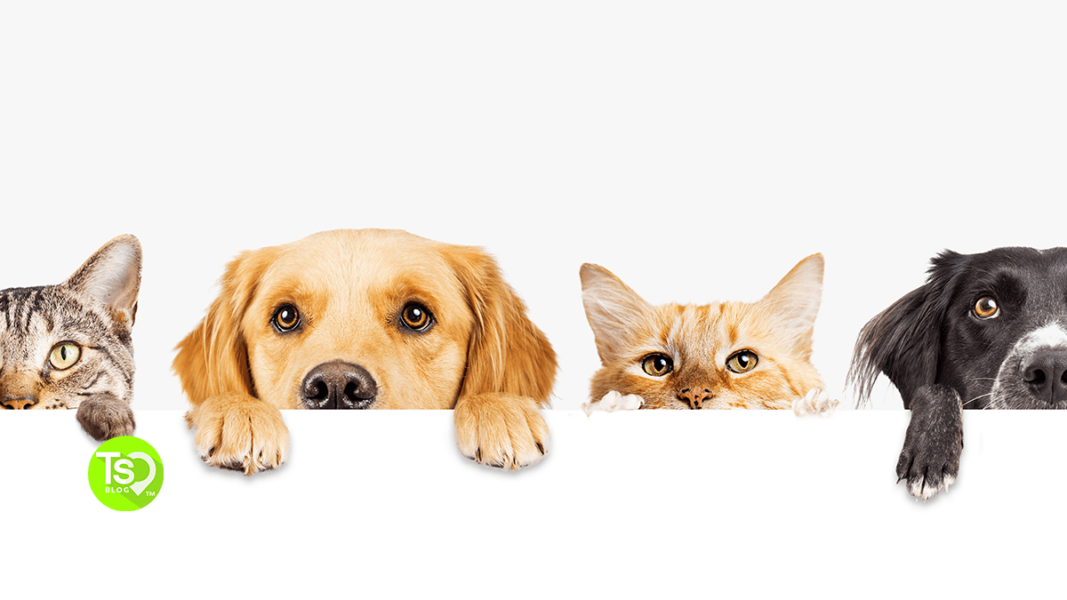 Top PetFriendly Timeshare Resorts to Bring Fido With on Vacation