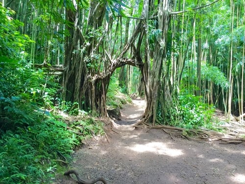 oahu waterfalls hawaii