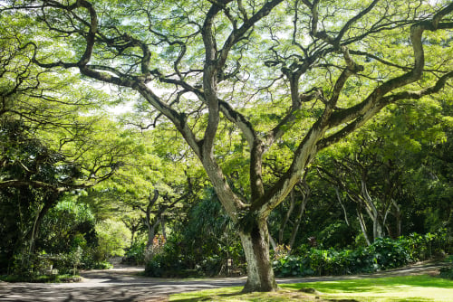 waimea falls