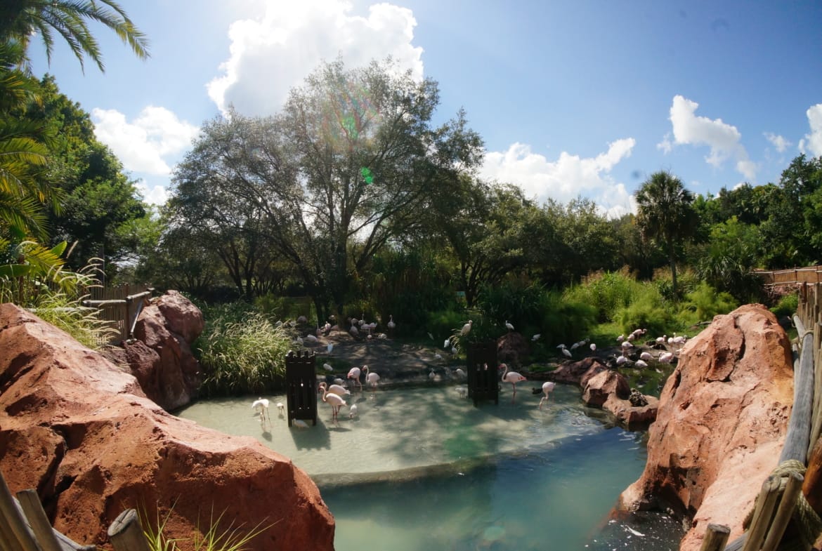 pool view at animal kingdom lodge