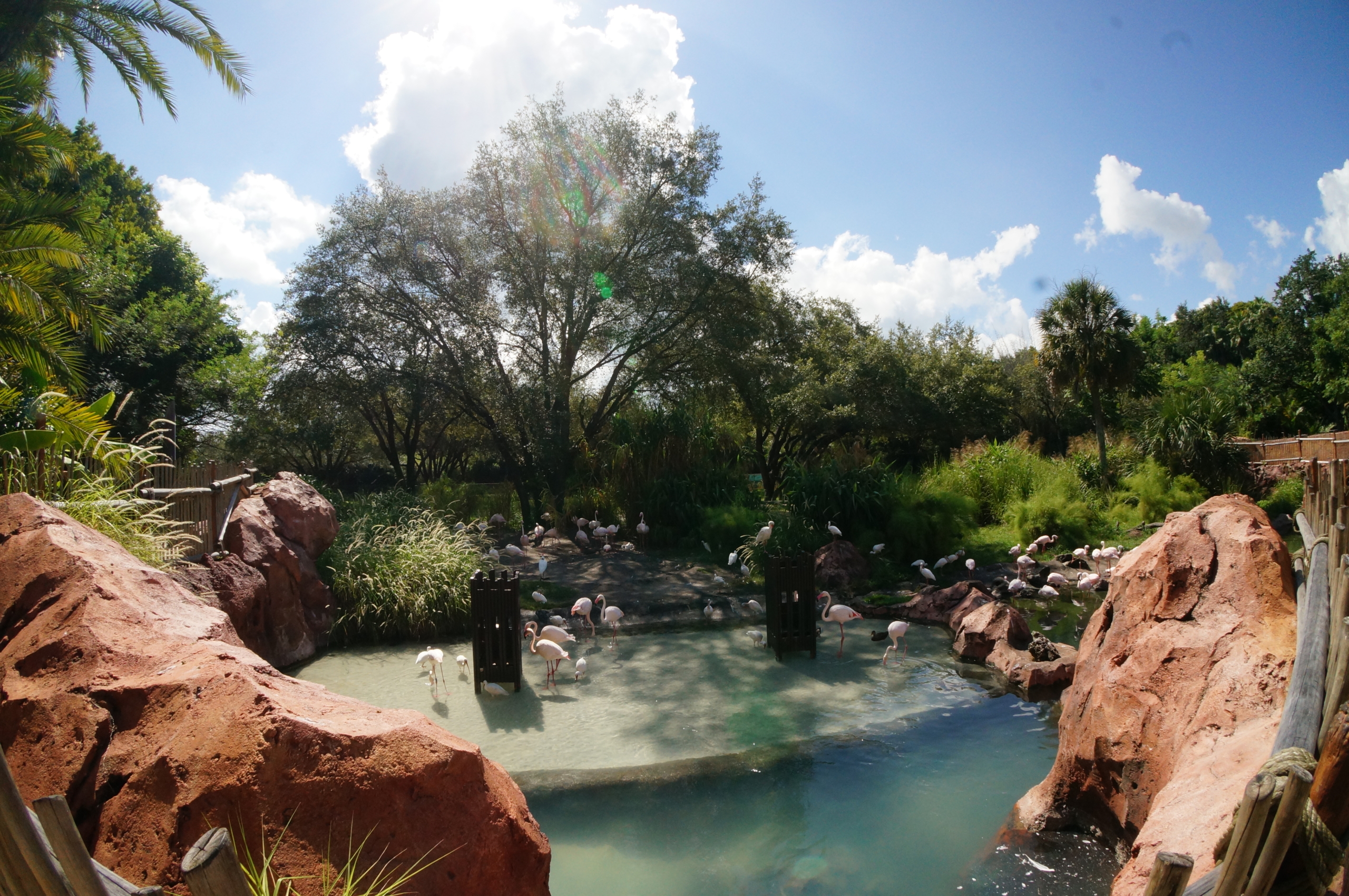 pool view at animal kingdom lodge