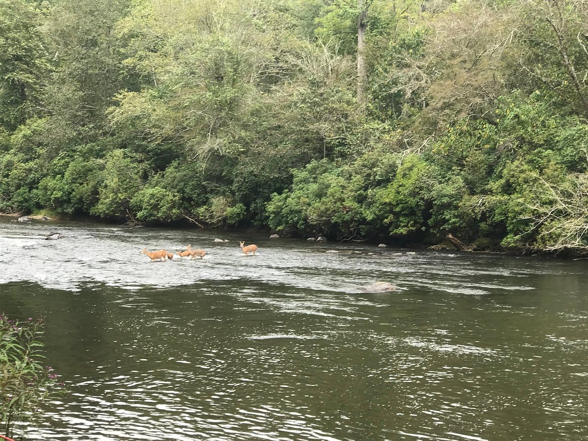 Coosawatte River Resort