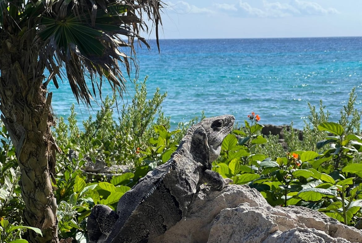 Occidental Grand Flamenco Xcaret