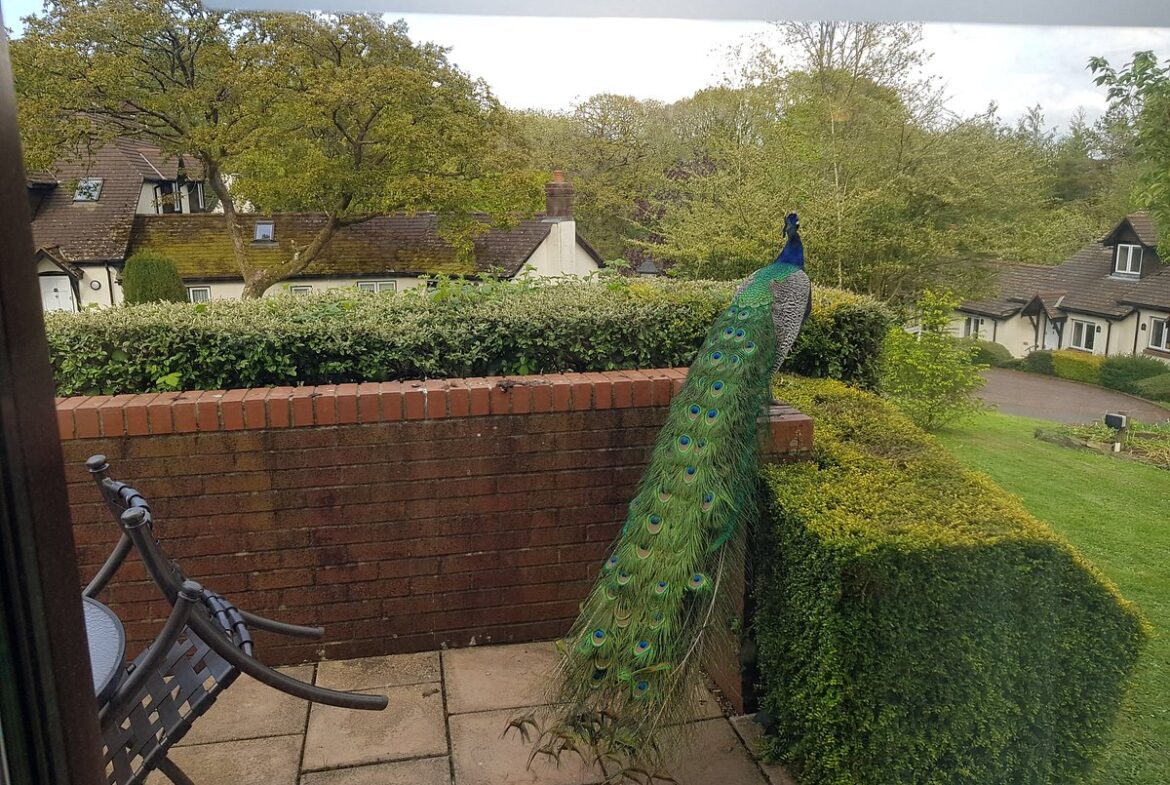 Woodford Bridge Country Club Peacock