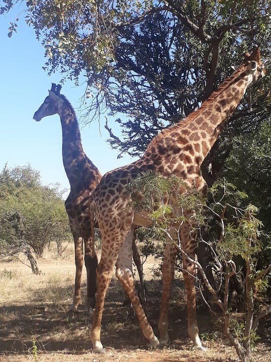 animals at africa resort