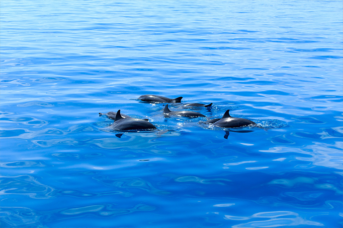 Wildlife - Watch dolphins