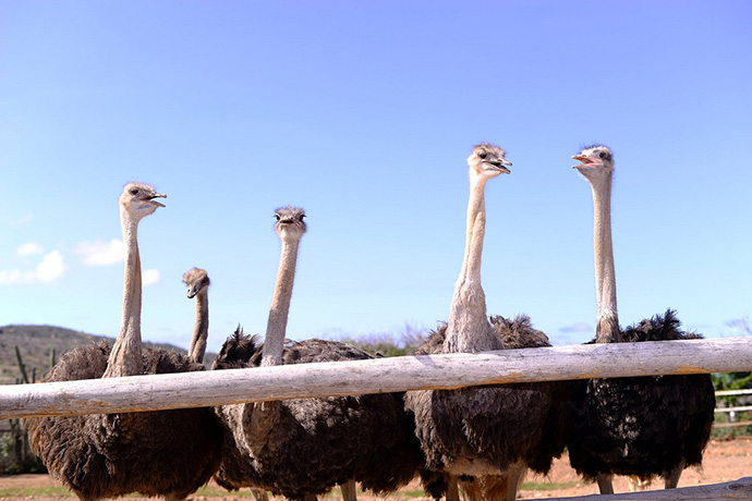 Aruba Ostrich Farm