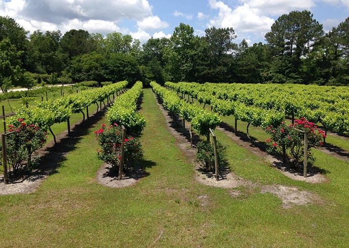 La Belle Amie Vineyard