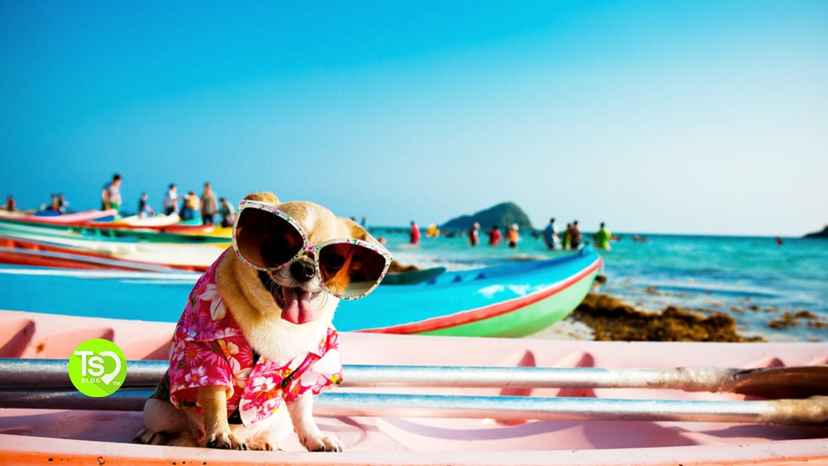 Take fido to the hot sale beach