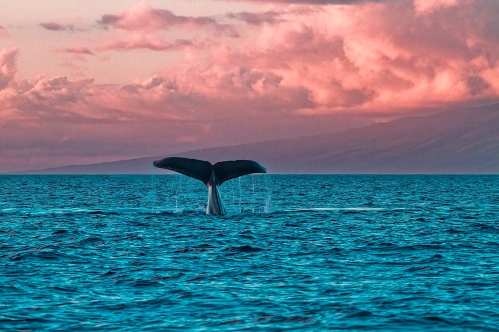 Best Places to Travel in November: Whale Watching Maui