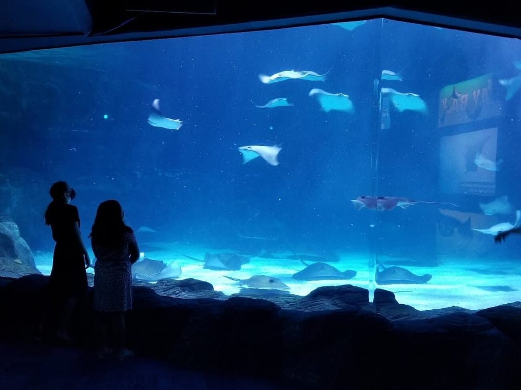 Ripley's Aquarium