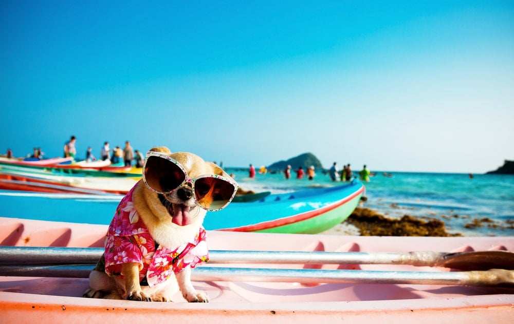 Pet Friendly Timeshares