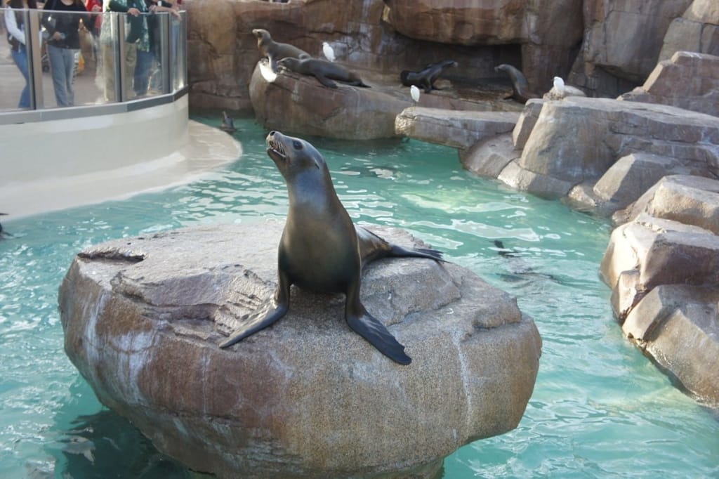 Seaworld Seal