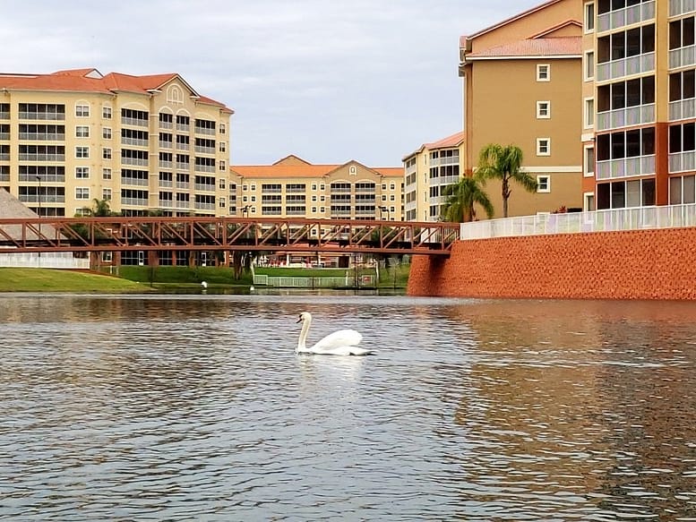 westgate vacation villas resort
