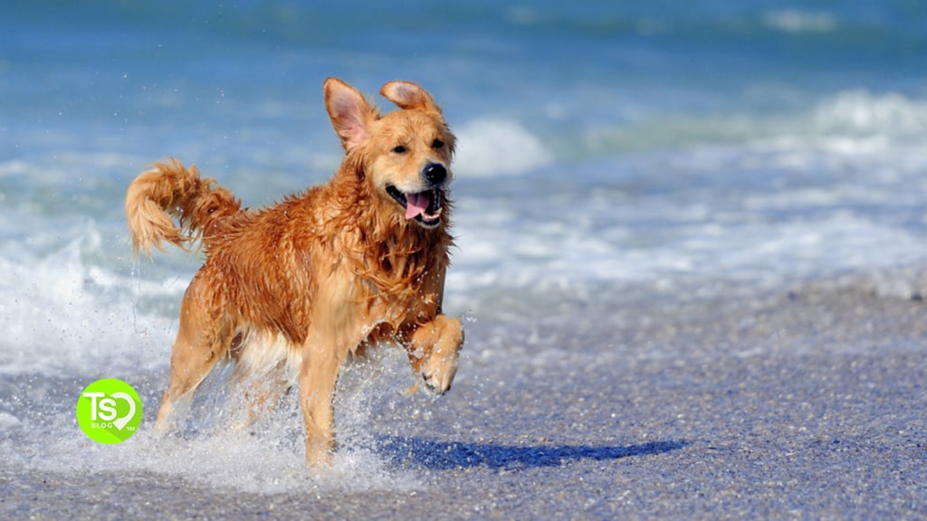 8 Top Dog-Friendly Beaches in the United States