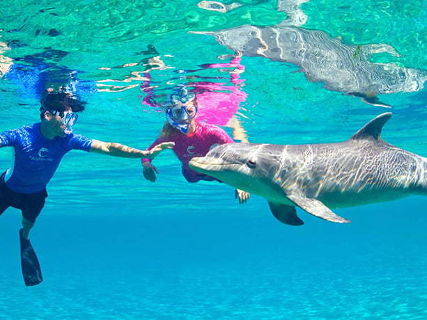 Dolphin Cay Bahamas