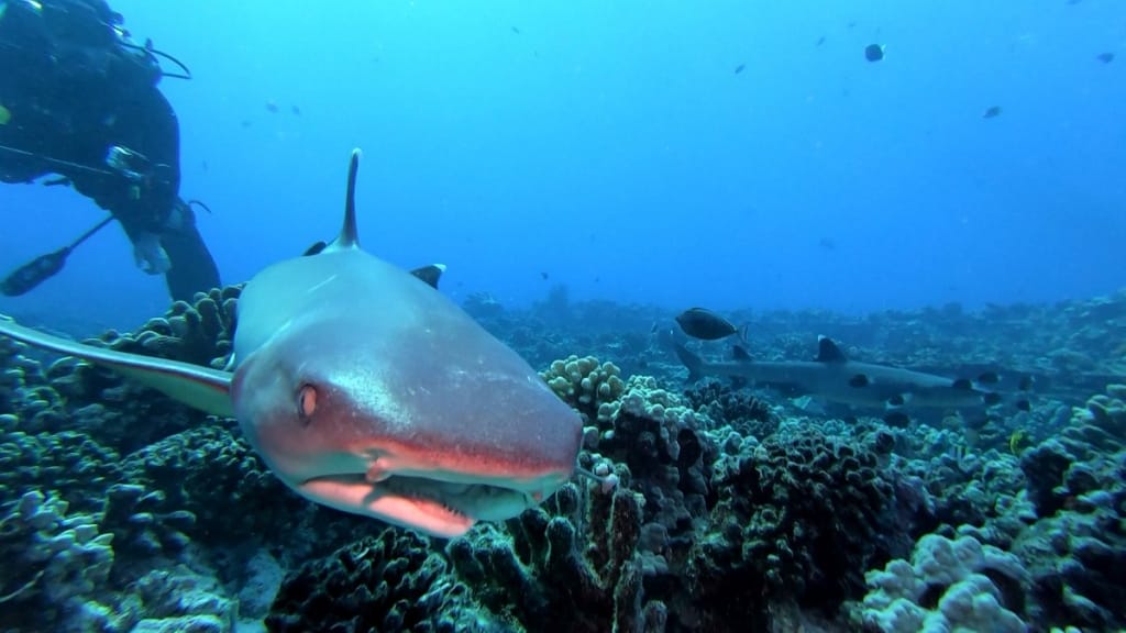 molokini crater shark