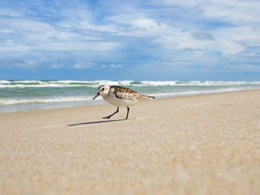 summer beach