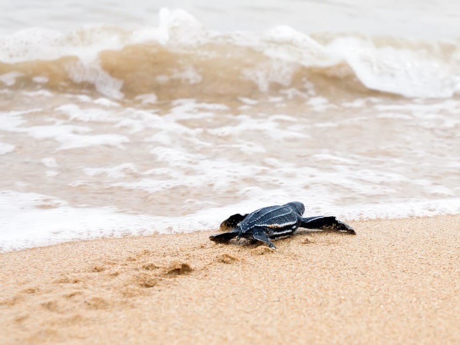 Sea Turtle Hatchlings