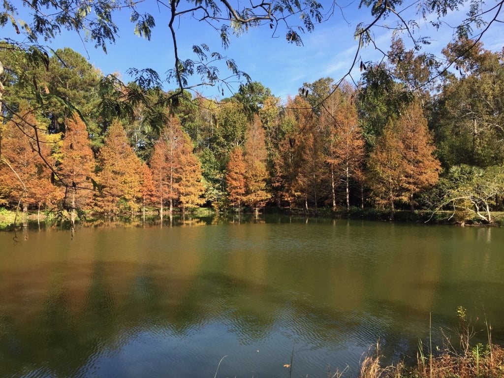 Savannah Lake with fall foliage