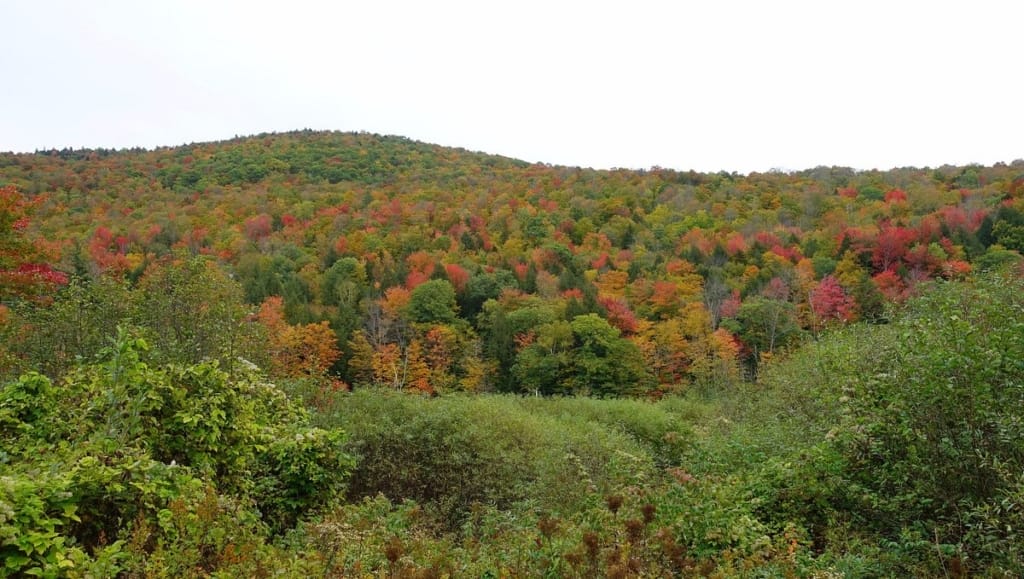 beautiful fall foliage