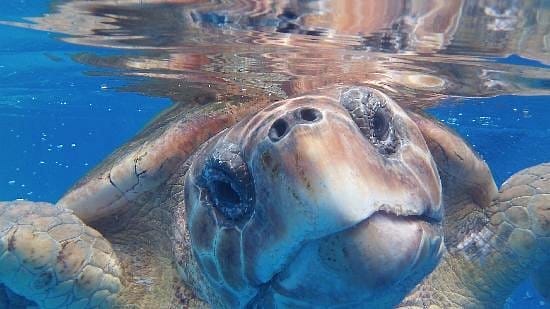 Gulfarium Turtle