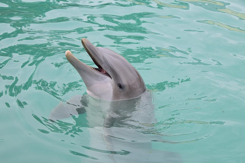 Things to do near Miami Timeshares: See Dolphins at Seaquarium 