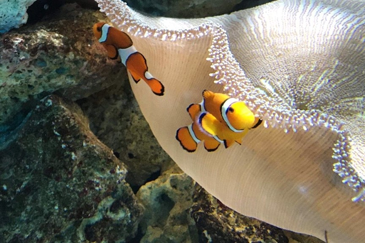 Fish in Water at Seaquarium 