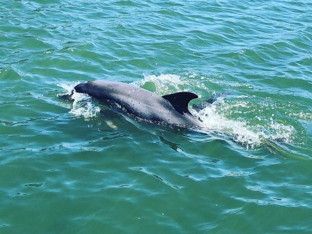 Bottlenose Dolphin