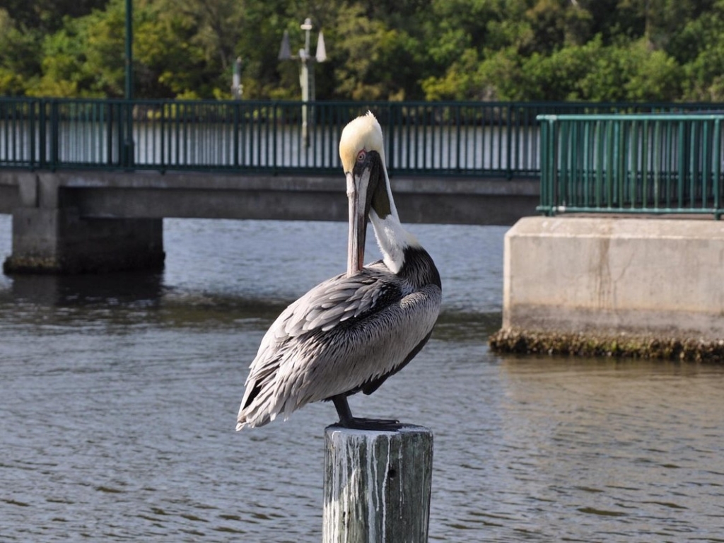 Pelican at Vero Beach Lagoon