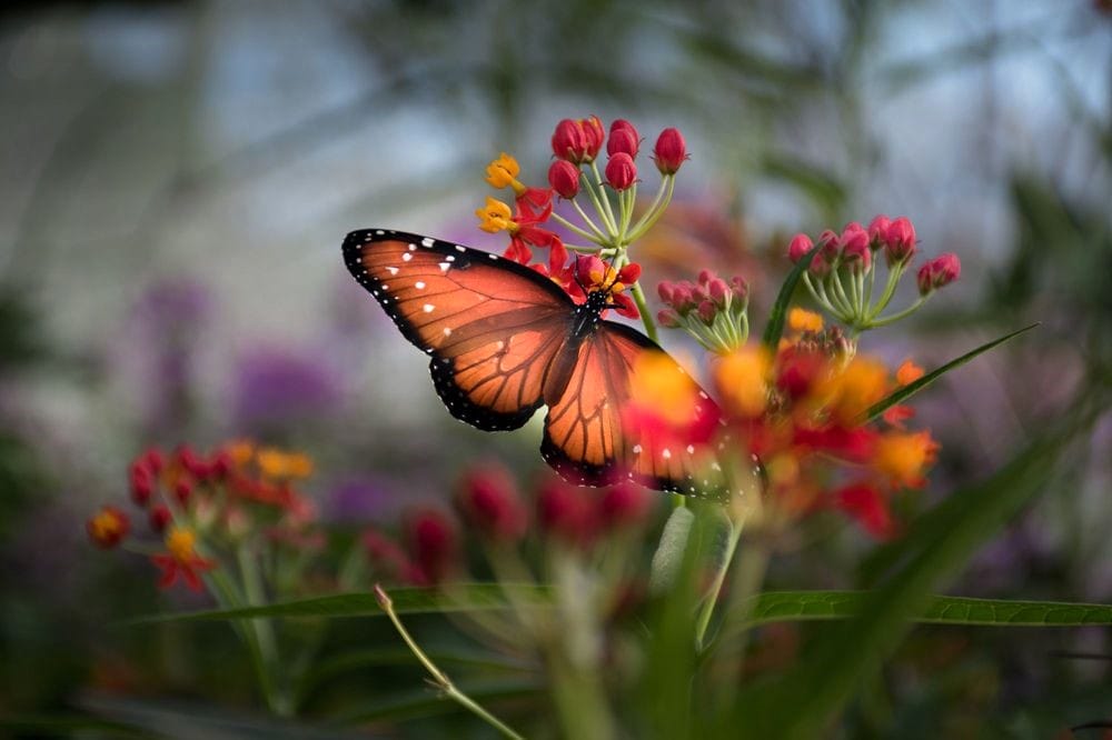 Butterfly House With Butterfly 