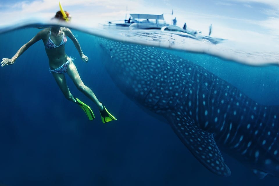 Whale Sharks Tours