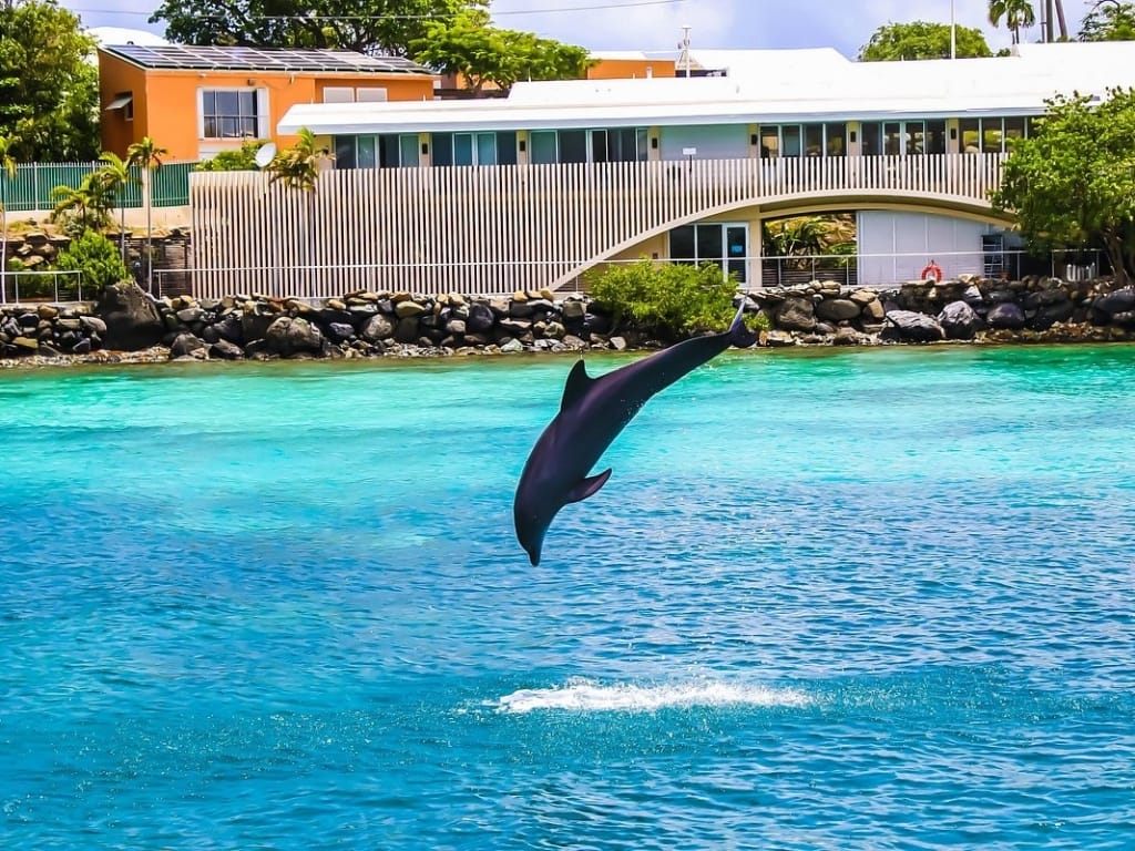 coral world dolphin