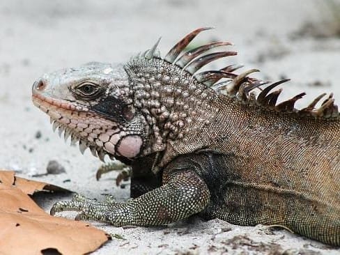 iguana at Magens Bay