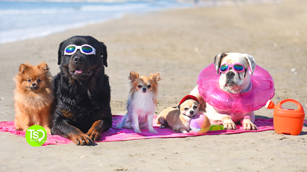Dogs on Vacation at the Beach