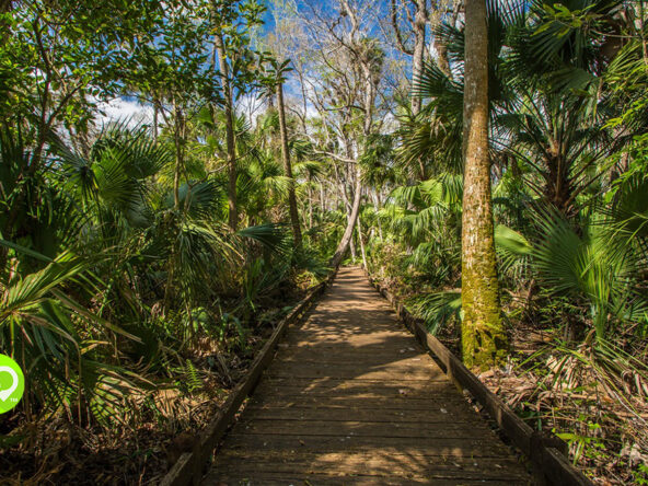 Ocala National Forest: America's Top Travel Destination for 2025