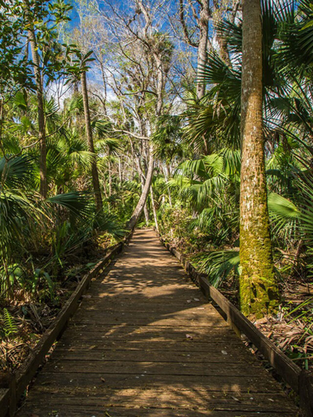 Ocala National Forest: America's Top Travel Destination for 2025