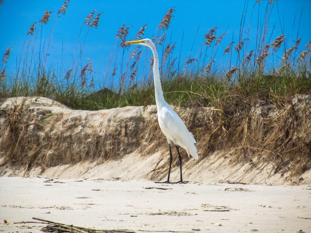 Best Beaches to Visit in July: Cherry Grove Beach