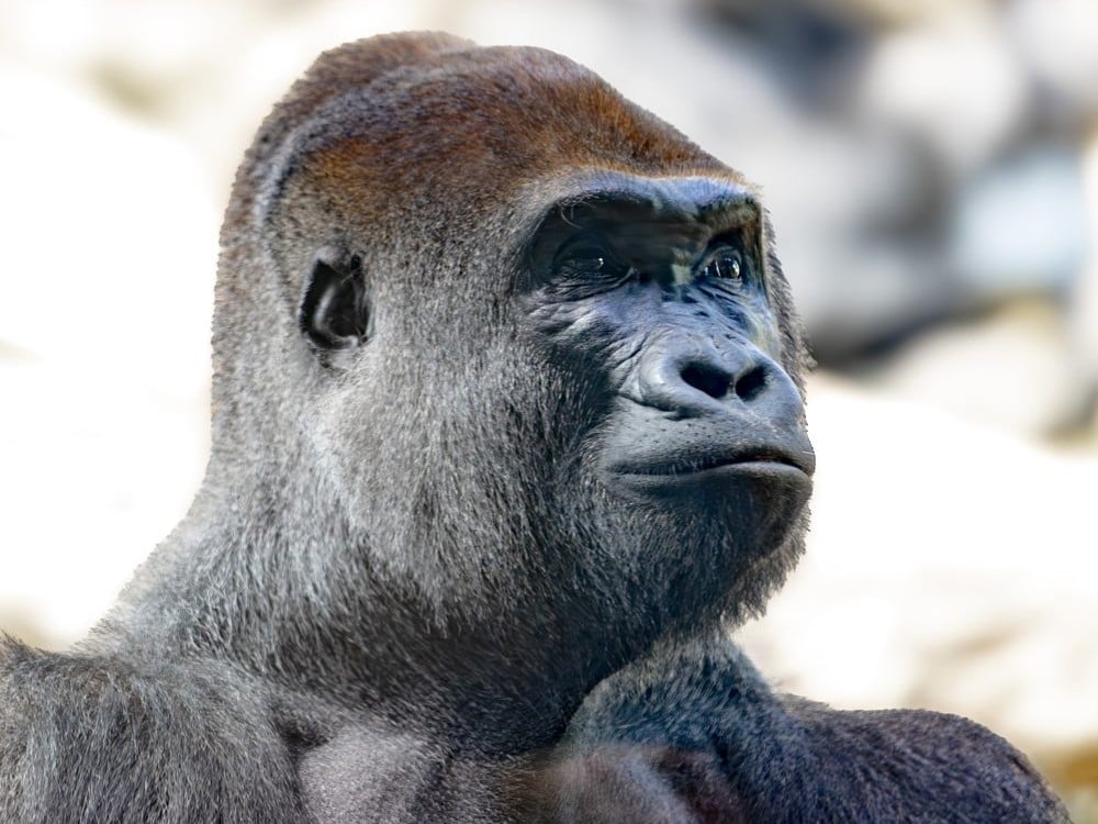 Cheap Places to Visit in July: San Diego Zoo