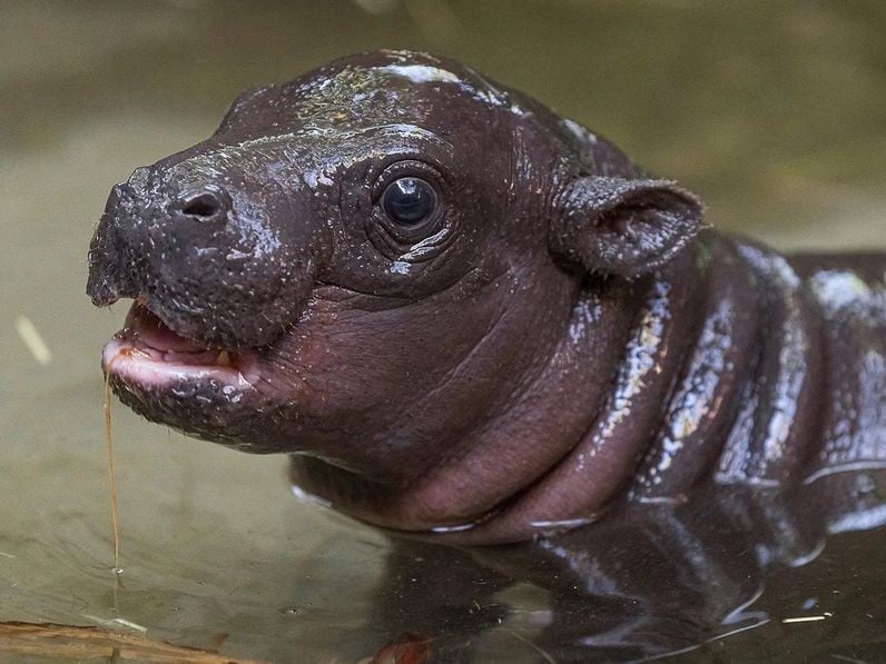 San Diego Zoo