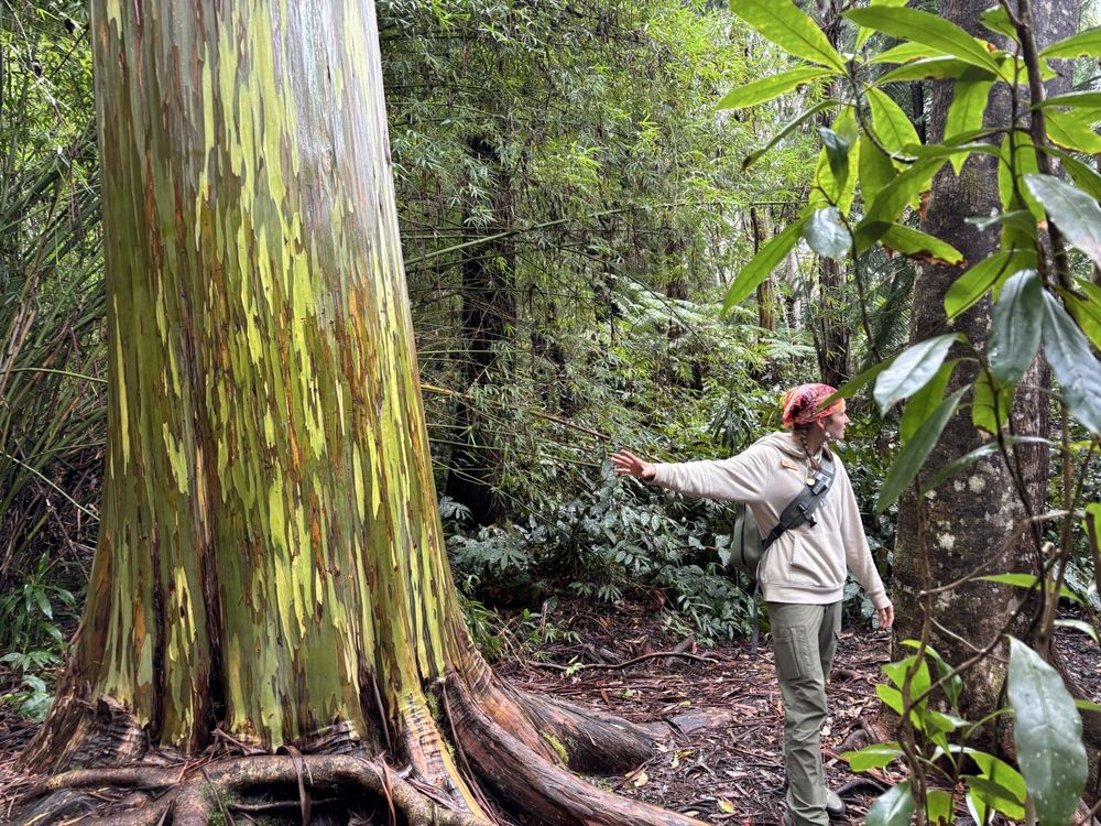 Best Activities on the Big Island: Rainbow Eucalyptus in the Kona Cloud Forest