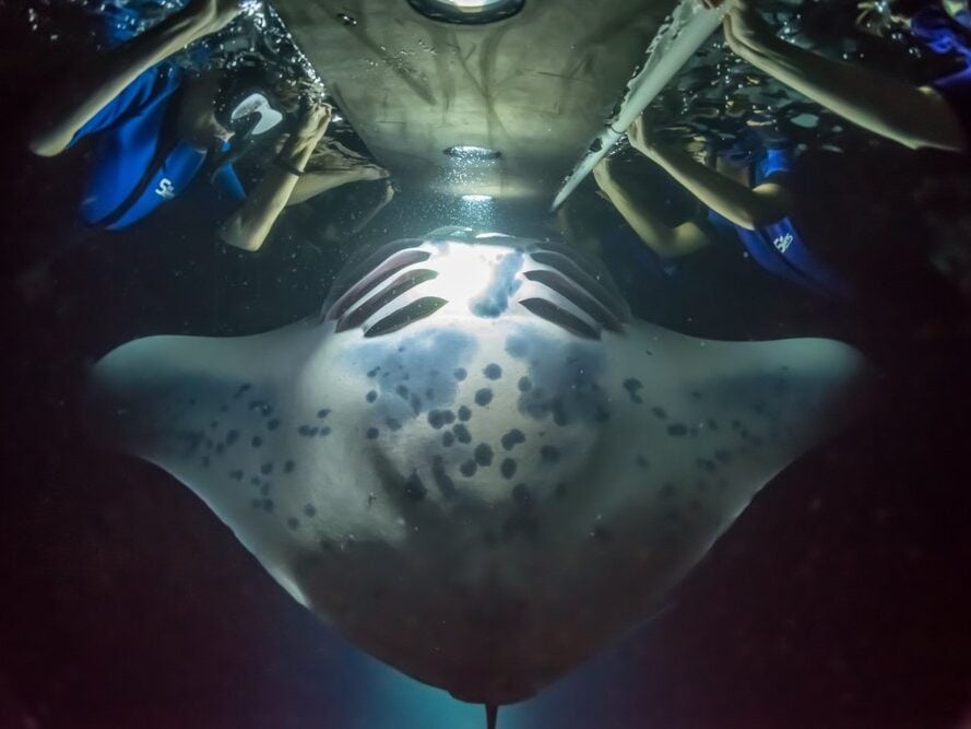 Best Activities on the Big Island: Manta Ray Night Snorkel